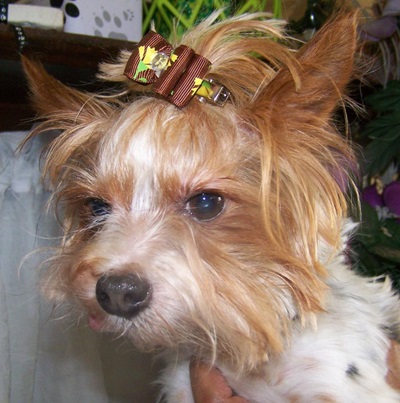 Yorkie Adult