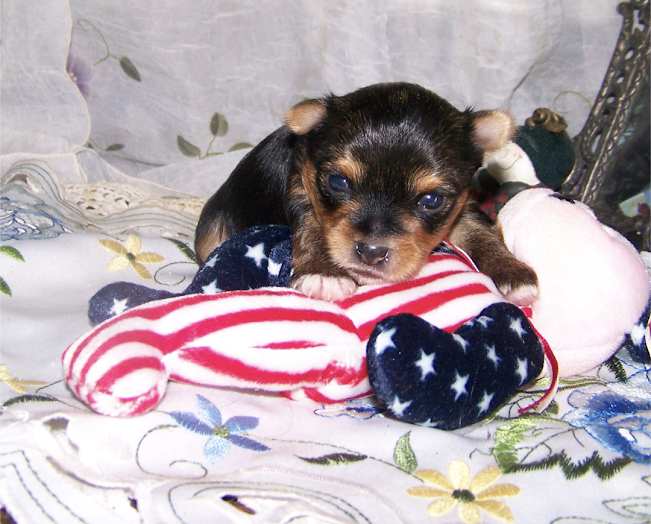 AKC Yorkie Pup AKC Yorkie Pup