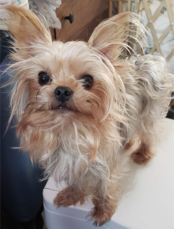Adult Yorkies
