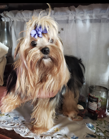 Adult Yorkies