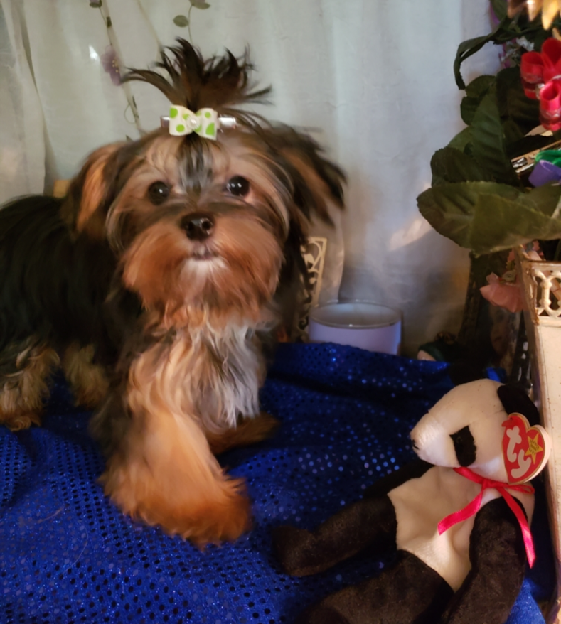 Yorkie Pup Yorkie Pup