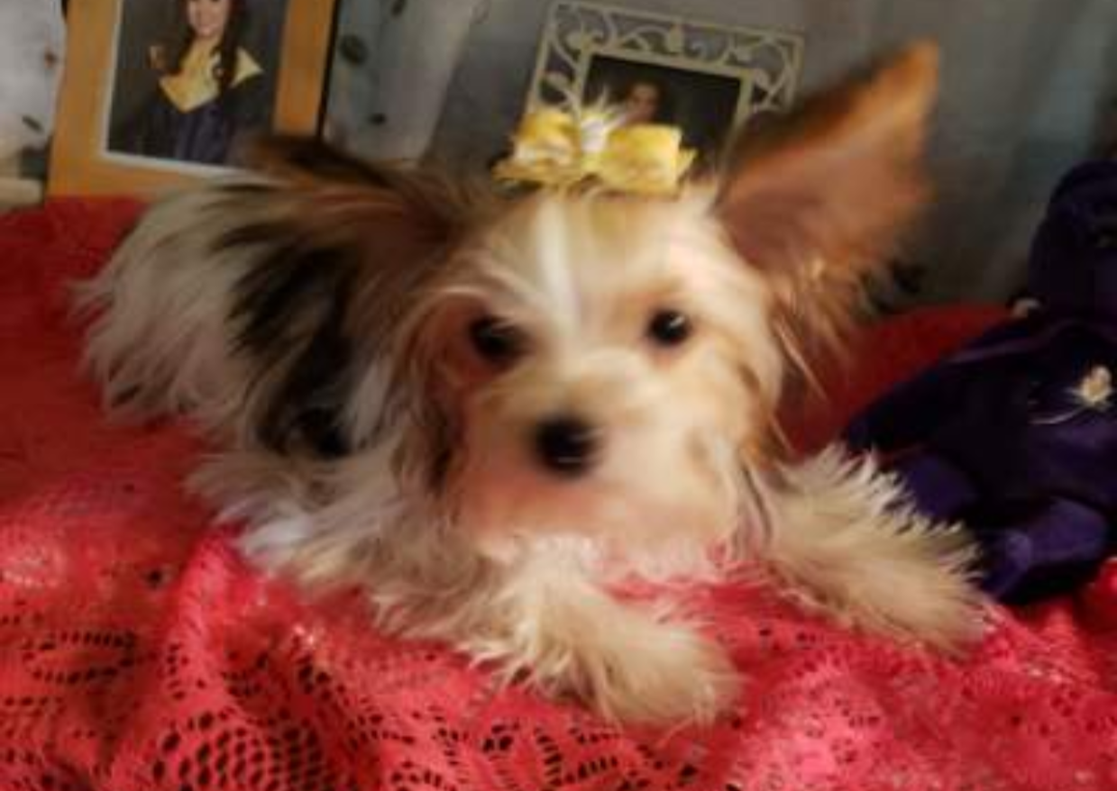 Yorkie Pup Yorkie Pup