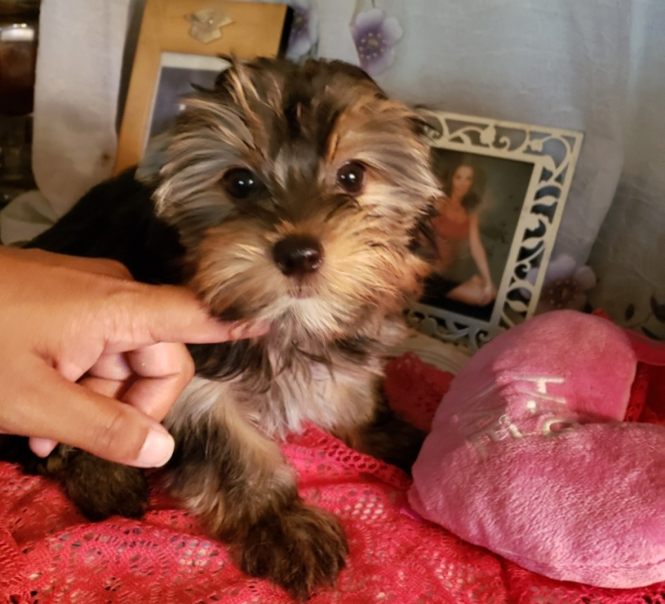 AKC Yorkie Pup AKC Yorkie Pup