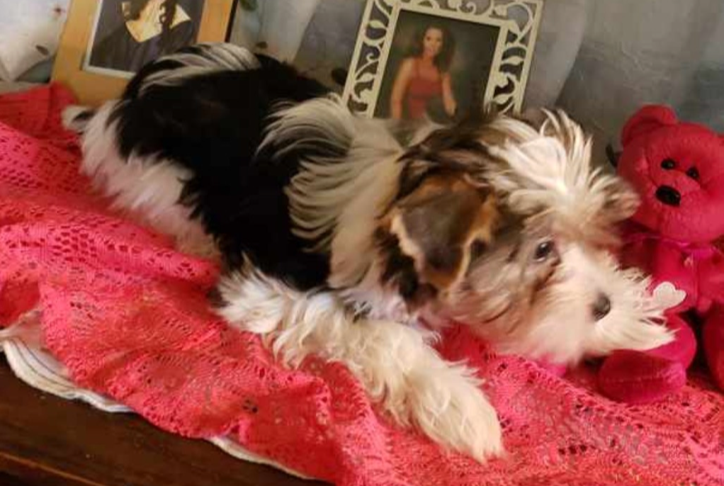 AKC Yorkie Pup AKC Yorkie Pup