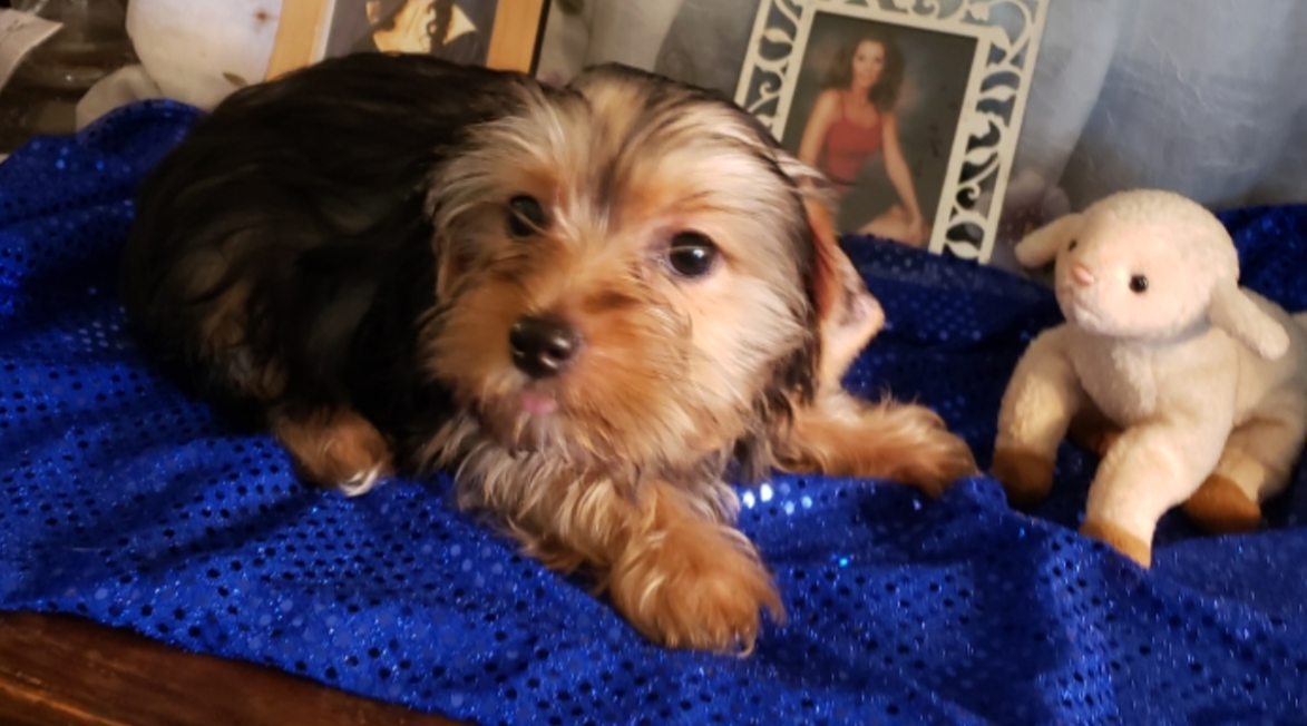 AKC Yorkie Pup AKC Yorkie Pup