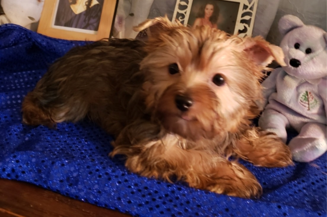 AKC Yorkie Pup AKC Yorkie Pup