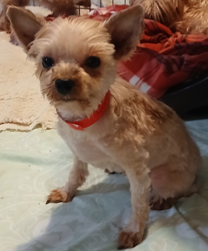 Yorkie Female