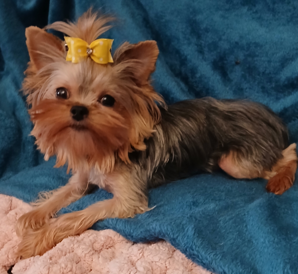 Yorkie Female