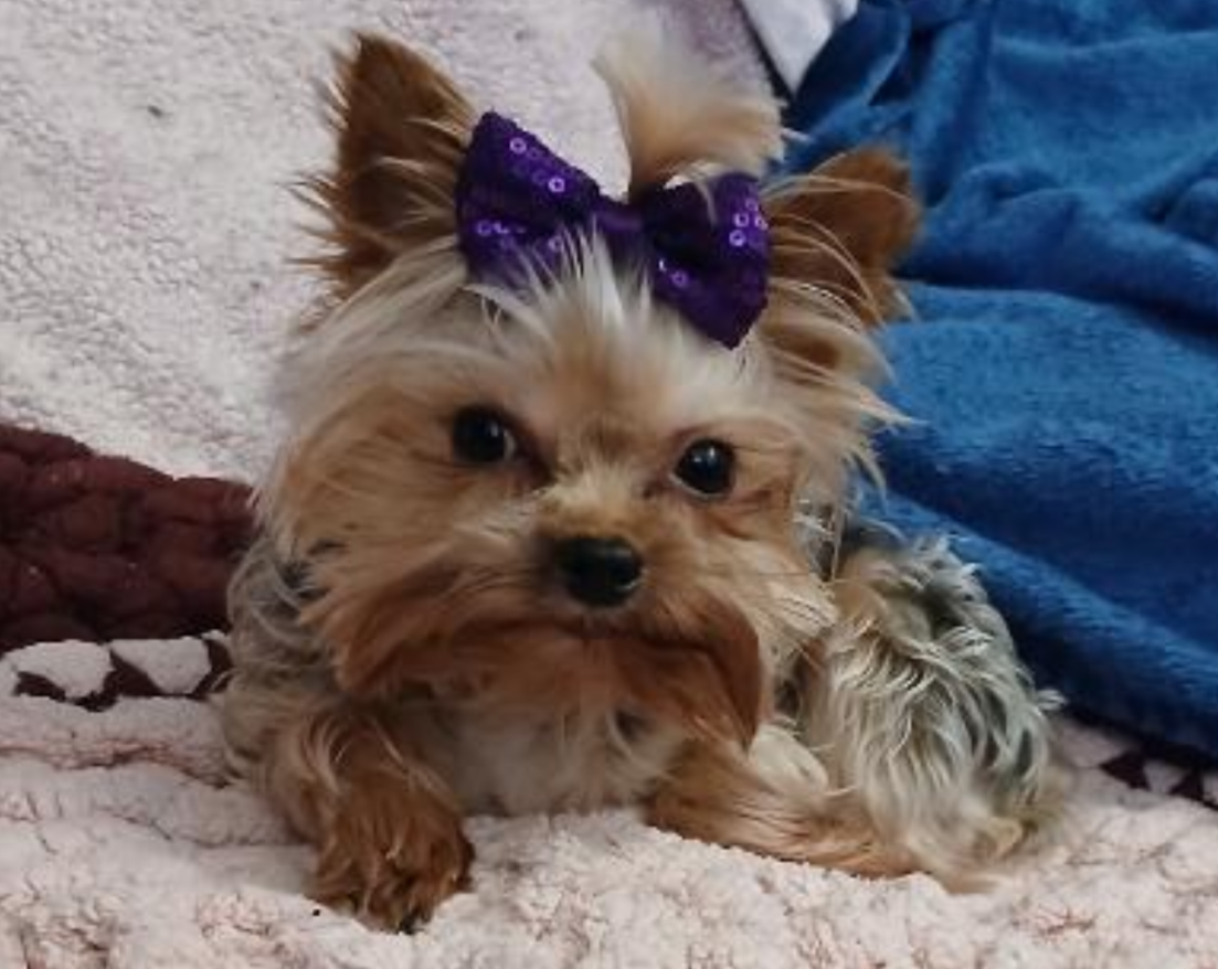 Yorkie Male