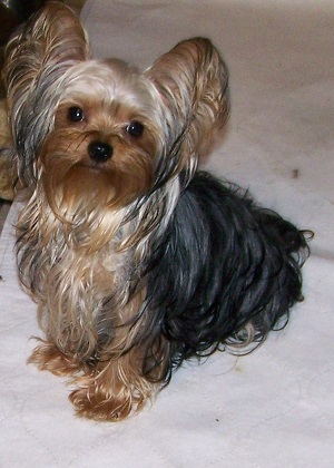 Adult Yorkie