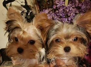 Adult Yorkies