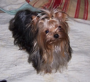 Adult Yorkie