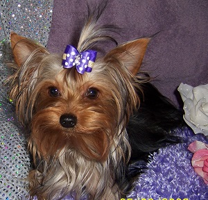 Adult Yorkie