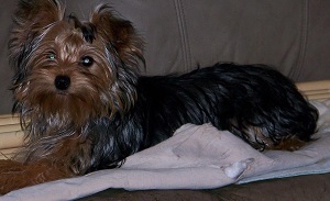 Adult Yorkie