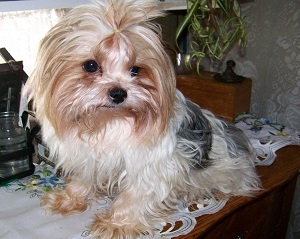 Yorkie Adult