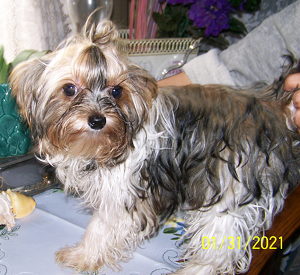 Yorkie Adult