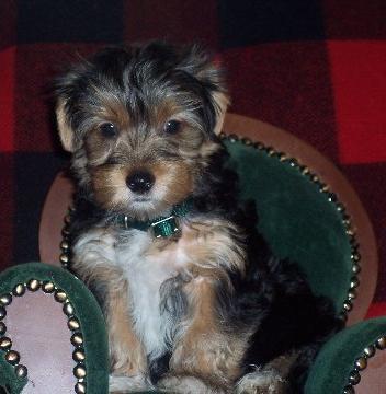 past pup pic