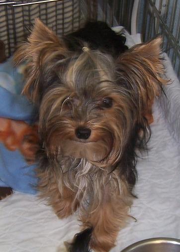 past pup pic
