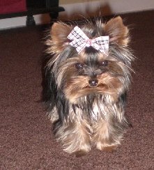 past pup pic