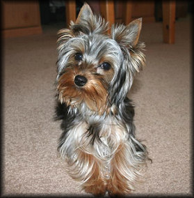 past pup pic