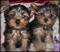 past pup pic