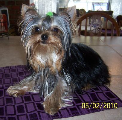past pup pic