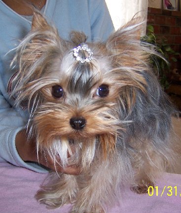 yorkie