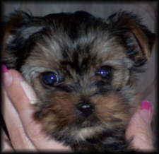 past pup pic