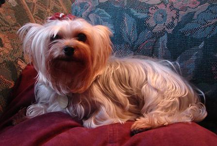 past pup pic