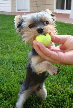 past pup pic