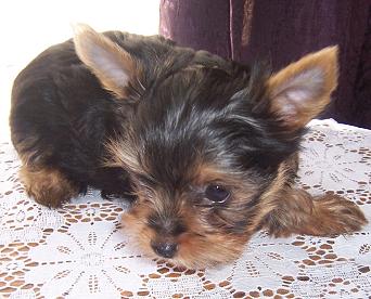 past pup pic
