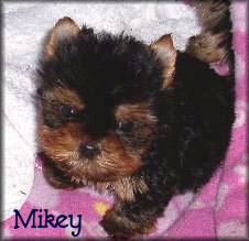 past pup pic