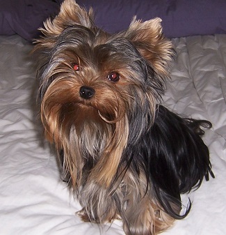 Female Yorkie