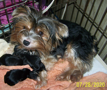 AKC Female Yorkie