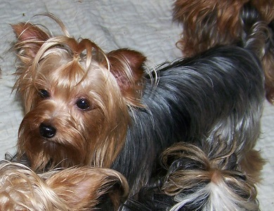 Yorkie Adult