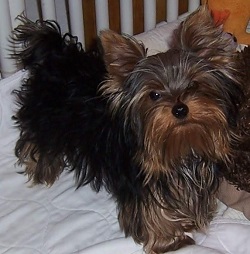 Yorkie Adult