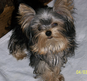 Yorkie Adult
