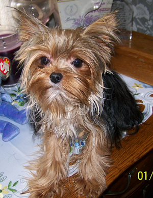 Yorkie Adult