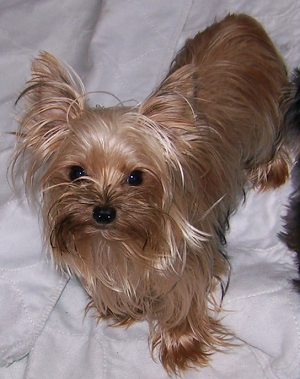 Yorkie Adult