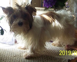 Yorkie Adult