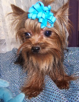 Yorkie Adult